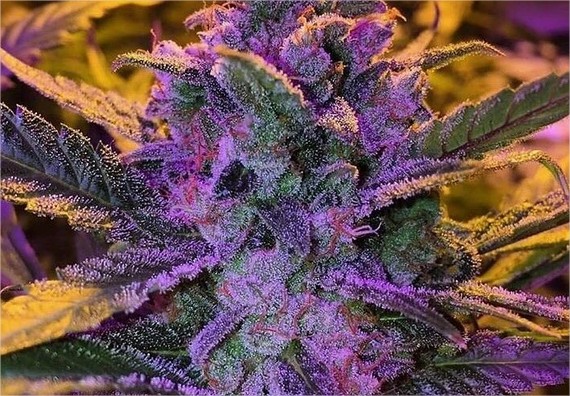 purple haze cannabis